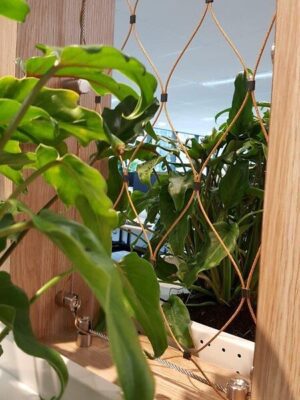 AUS, Melbourne, Work Safe golden mesh (6)