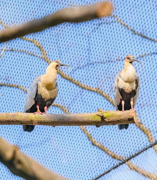 CZ, Zoo Ostrava_34-mpa570n44xxv96m Applications | Zoos Cablemesh.us