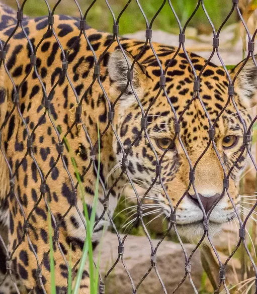 GER, Zoo Berlin RTH_1-7p9vbssaeh75r15 Applications | Zoos Cablemesh.us