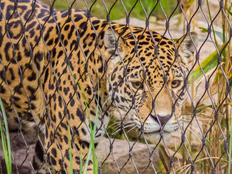 Applications | Zoos Cablemesh.us
