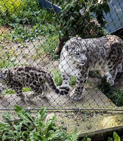 d-wilhelma-stuttgart1-2b0m055qhjy0qkt Applications | Zoos Cablemesh.us