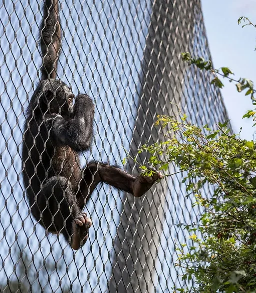 ger-wilhelma-stuttgart2-zak5r1srmj4pach Applications | Zoos Cablemesh.us