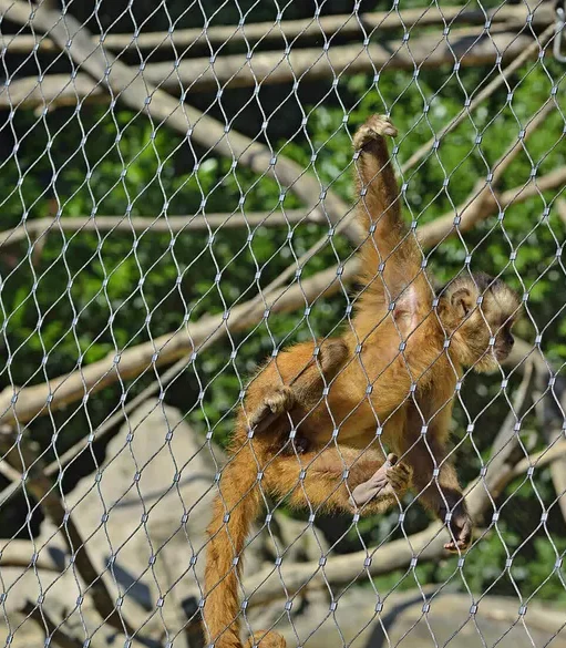 ger-zoo-augsburg1-436d5r5xhnvgrpa Applications | Zoos Cablemesh.us