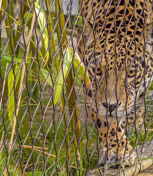 ger-zoo-berlin-rth1-hgkdpbmk94djw67 Applications | Zoos Cablemesh.us