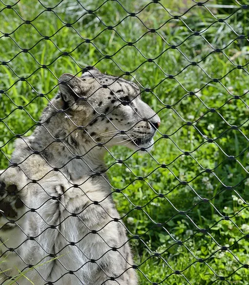 ger-zoo-dresden1-j3xe0qfw1xrs5j5 Applications | Zoos Cablemesh.us