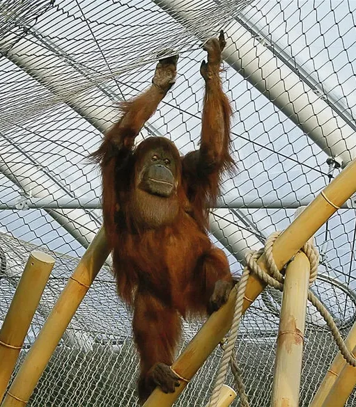 ger-zoom-gelsenkirchen1-p65d18vrshxkwjn Applications | Zoos Cablemesh.us