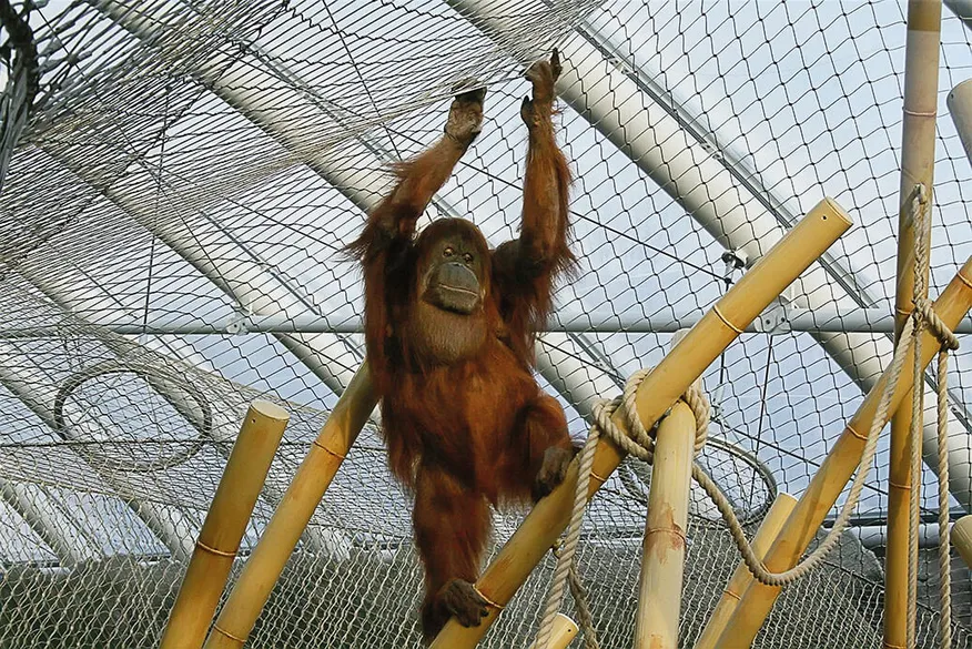 Applications | Zoos Cablemesh.us