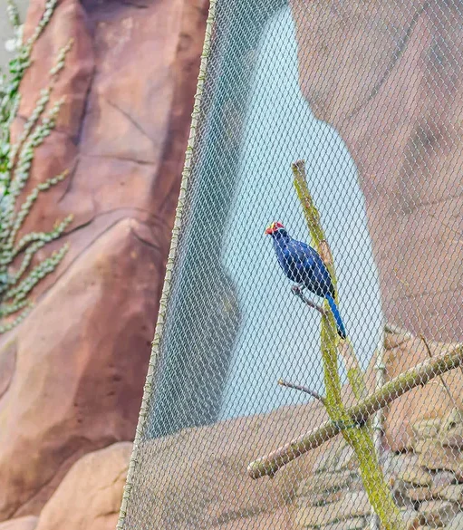zoo-ostrava-small-aviary2-6xmyxgbacp7tfp9 Applications | Zoos Cablemesh.us