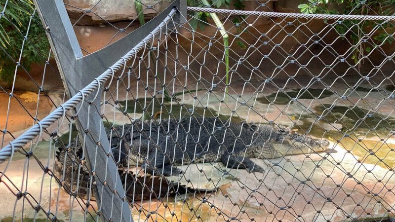 Wilhelma Crocodile Hall: Enhancing Zoo Enclosures with Stainless Steel Cable Mesh